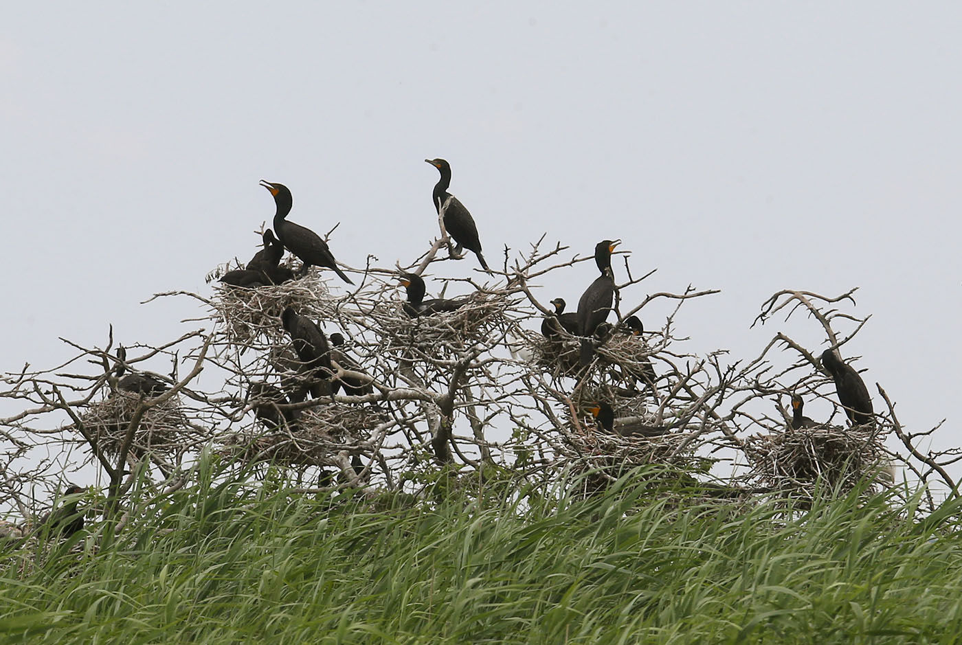 Cormorants Nesting